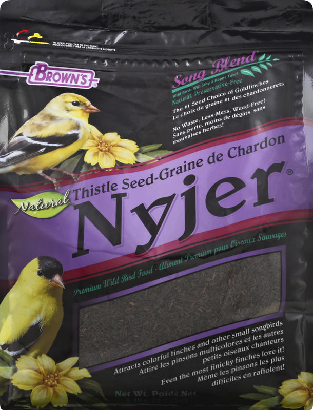Does Thistle Bird Seed Grow: Ultimate Guide to Successful Planting