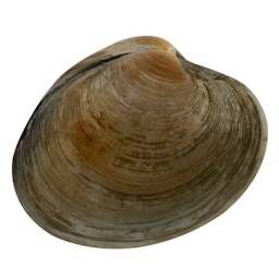 Giant eagle clams deals
