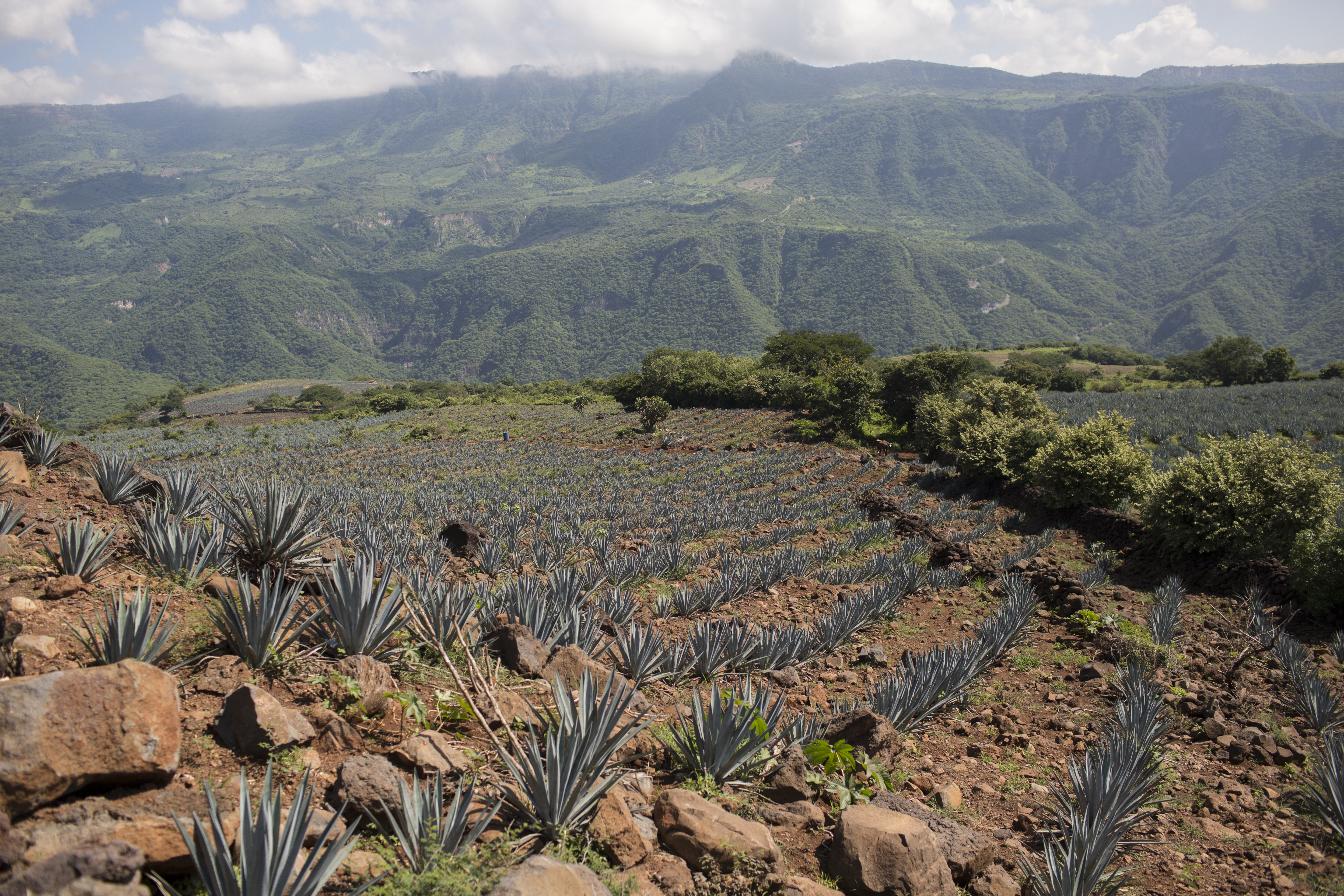 Tres Agaves Organic Agave Mixers, 375mL Bottle | Giant Eagle